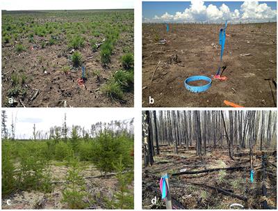 Comparing Spatial Heterogeneity of Bioavailable Nutrients and Soil Respiration in Boreal Sites Recovering From Natural and Anthropogenic Disturbance